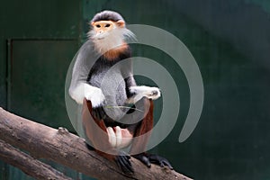 One Red-shanked douc eating leaf,monkey,animal, wildlife,Pygathrix nemaeus.