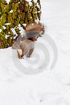 One red squirrel under tree, on white snow in park, winter season.