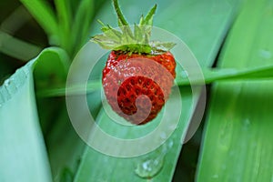One red strawberry on a stalk