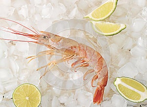 One red tiger shrimp with lime on ice