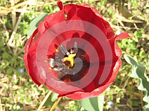 one red tulip