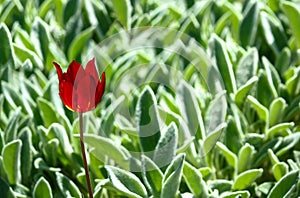 One red tulip flower against the backdrop of light green grass