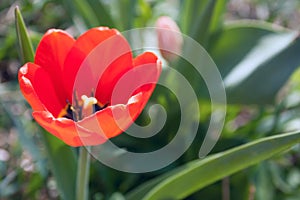 One red tulip flower in a sunny day on a green background