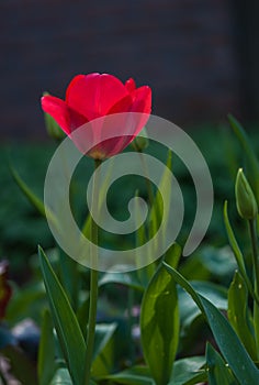 One red tulip in a garden on defocused background