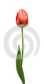 One red tulip on a white background