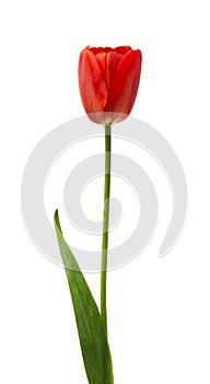 One red tulip on a white background