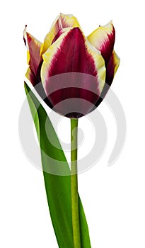 One red tulip with yellow border with stem and leaves close up on isolated white background