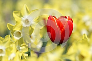 Uno tulipano la luce da Narciso fiori 