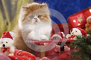 One red and white cat sitting on a sledge in christmas decoration