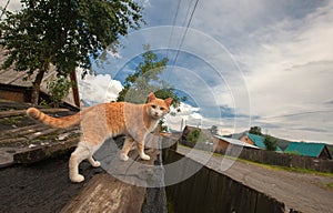 One red-white cat on the wooden roof of a small barn on the background of village and blue cloudy sky