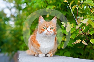 One red and white color cute cat close up, tree branch green leaves background, green eyes ginger furry pretty kitty, summer