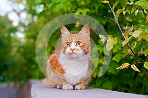 One red and white color cute cat on tree branch green leaves blurred background close up, ginger furry pretty kitty, copy space