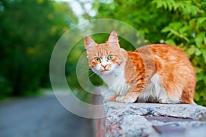 One red and white color cute cat on tree branch green leaves blurred background close up, ginger furry pretty kitty, copy space