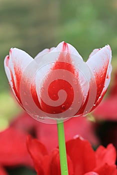 One red white tulip