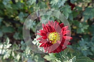One red and yellow flower of Chrysanthemum in November