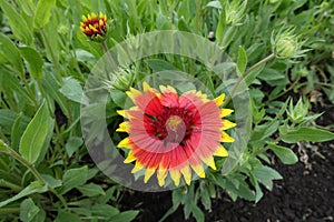 One red and yellow flower of Gaillardia aristata