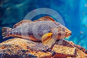 One red yellow large fish in blue water, colorful underwater world