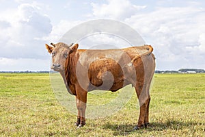 One reddish brown young horned cow standing head up shy and proudly in a pasture with blue sky and green grass