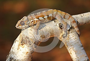 Resting leguan