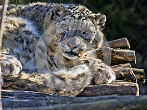 Resting Snow Leopard, Uncia uncia