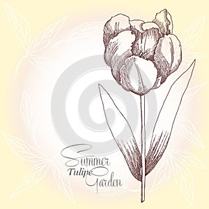 One retro tulipe