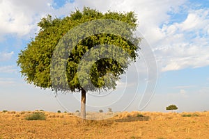 One rhejri tree in desert undet blue sky