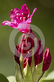 One rhododendron flower with buds in South Windsor, Connecticut.