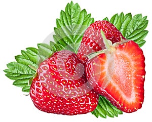 One rich strawberry fruit.