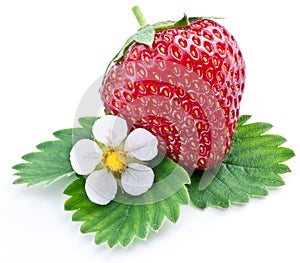 One rich strawberry fruit with flower.