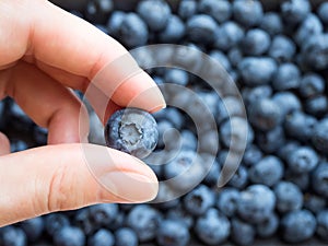 One ripe blueberry in hands