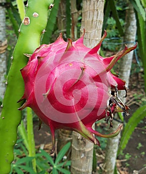 One ripe dragon fruit