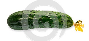 One ripe fresh green cucumber isolated on white background