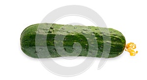 One ripe fresh green cucumber isolated on white background