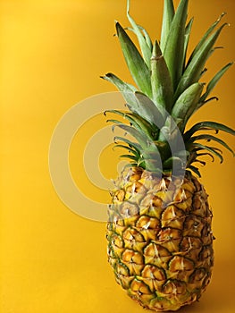 One ripe pineapple on yellow background isolated,on right ,organic