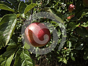 One ripe red apple in sunlight on apple tree branch