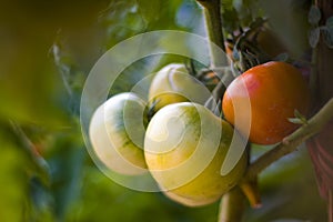 One ripe red and three green tomatoes