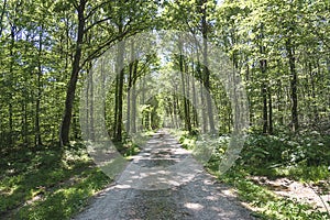 One road in the beautiful summer oak forest