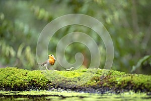 One robin looking for water in Summer