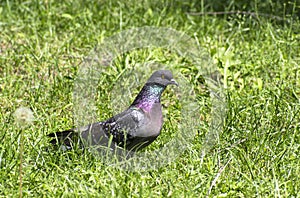One rock dove sits in grass