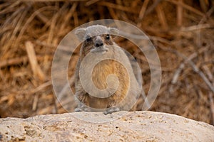 One rock hyrax Procavia capensis in Eing Gedi in Israel