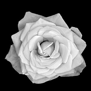 One rose flower isolated on black background