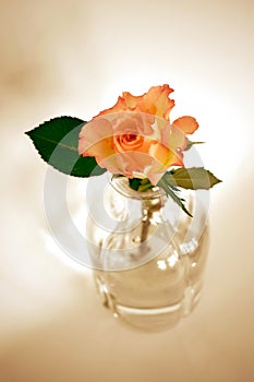 One Rose in a GlassVase
