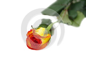 One rose isolated