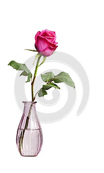 One rose in a vase