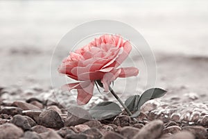 Uno rosa fiore sul calcolo Spiaggia 