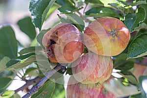 One rotton apple and two fresh ripe natural red heirloom, organic apples close up on branches in a tree, harvest pest problems