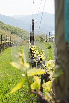 One row of a vineyard used for producing wine