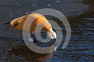 One ruddy shelduck tadorna ferruginea drinking water at beach