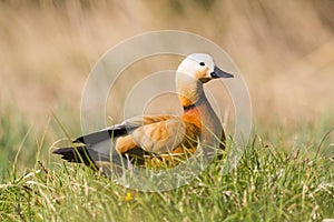 One ruddy shelduck tadorna ferruginea standing in meadow