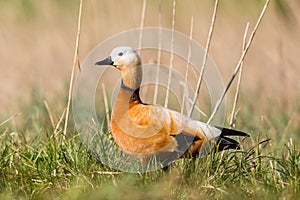 One ruddy shelduck tadorna ferruginea standing in meadow with reed